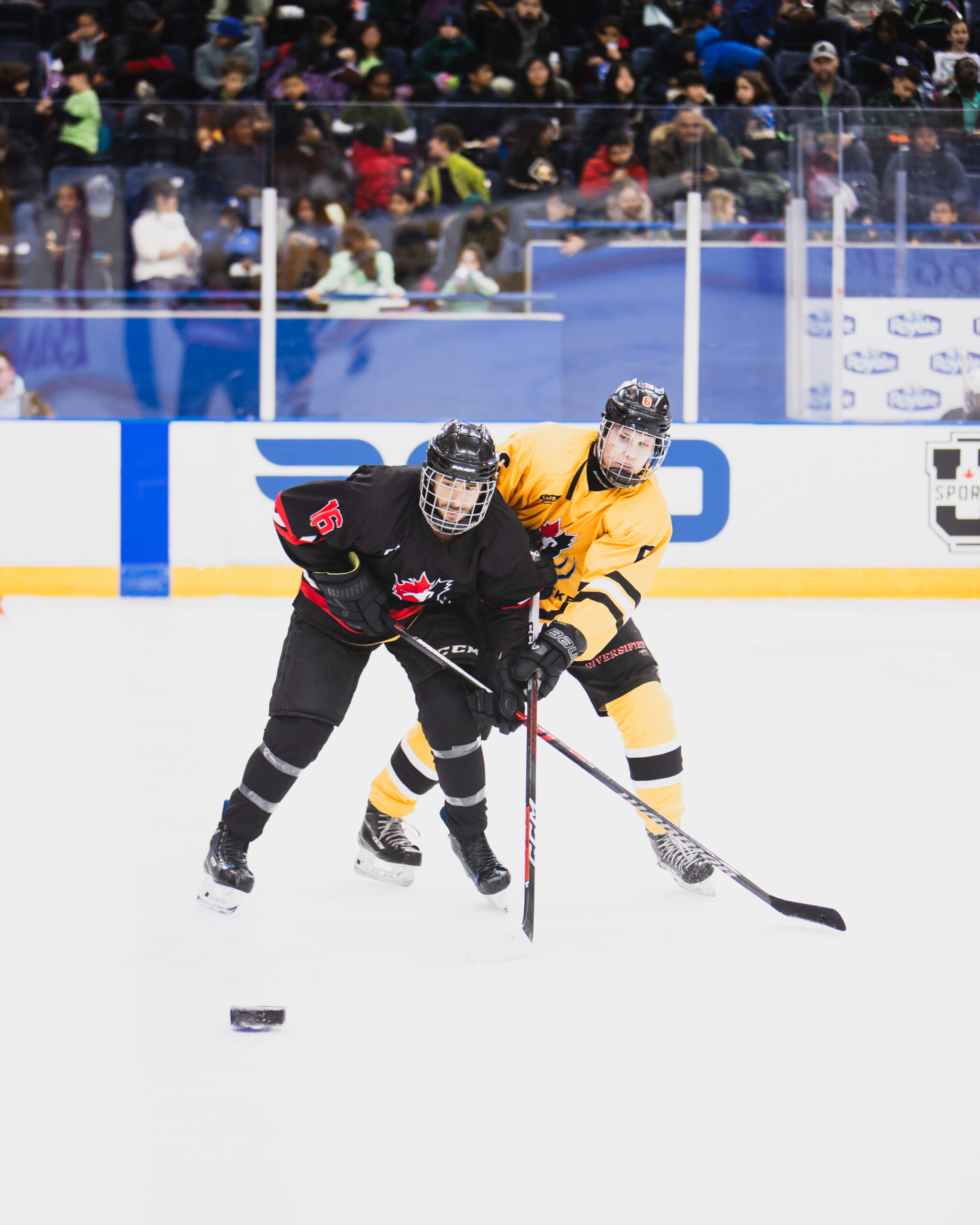 Returning national team player Chaz Misuraza wearing a black jersey battles for the blind hockey puck against the newest member of the team Liam O'Callaghan wearing a yellow jersey